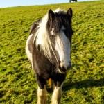 large pony in field