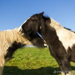 ponies kissing