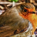 robin redbreast close up
