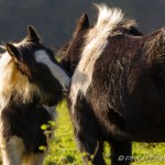 scruffy ponies cleaning each other