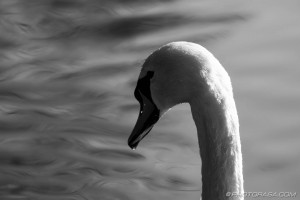 swan and water ripples