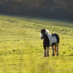 thickset skewbald pony standing in field