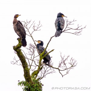 three cormorants on a tree