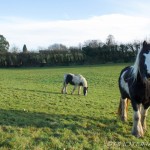 three ponies in a field