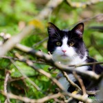 black and white cat in the woods