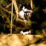 black and white cat with mane through trees
