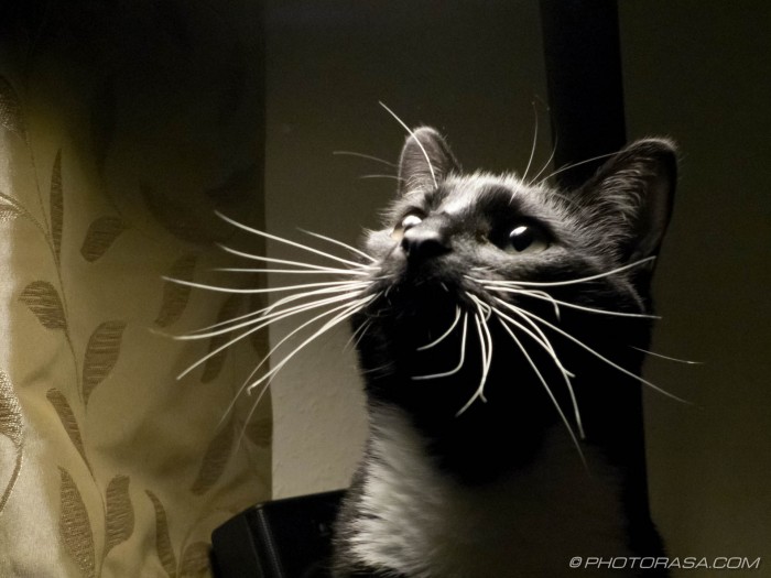 cats bright whiskers