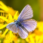 male common blue on yellow flower