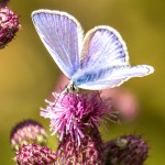 male common blue and on purple flower