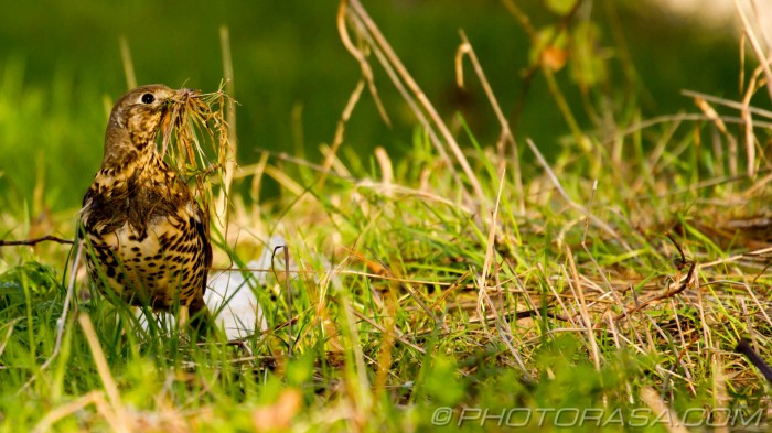 mistle thrush in long grass collect nest materials