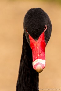 red beak of black swan