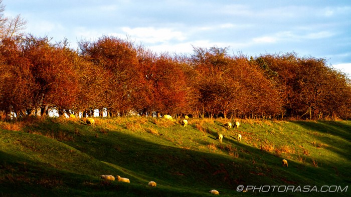light on sheep and treeline at top of hill
