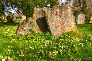 primroses next to bunch of graves