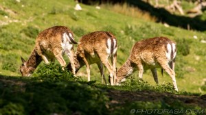 3 deer tails