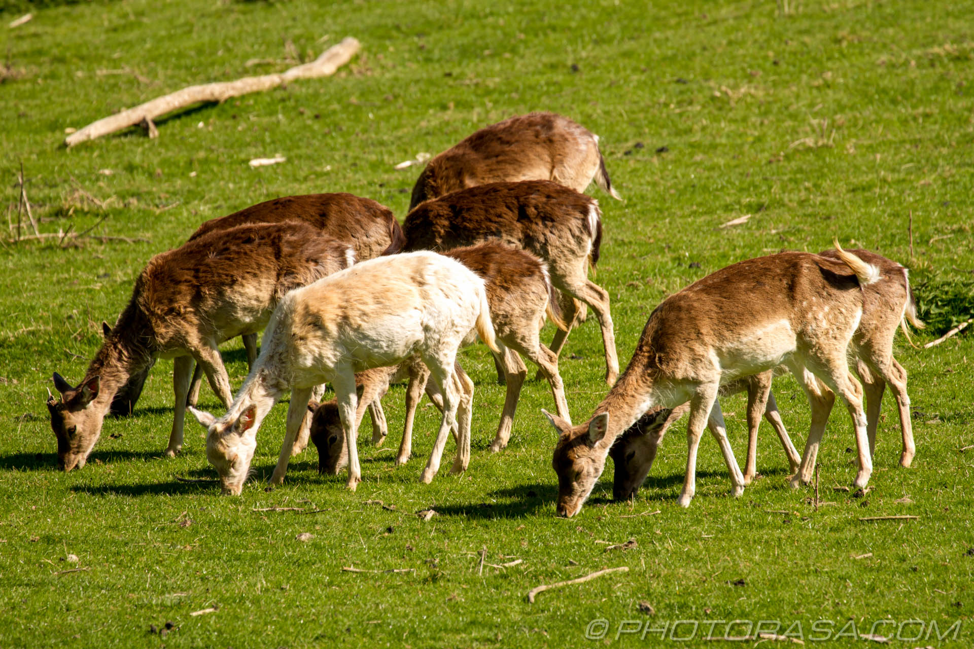 Adult female deer