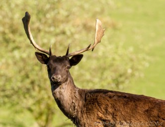 brown buck with antlers