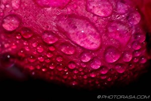 droplet patterns on pink rose