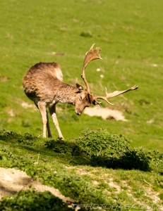 fallow antlered male scratching his neck