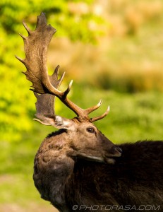 fallow male with palmate antlers
