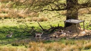 family of deer under oak