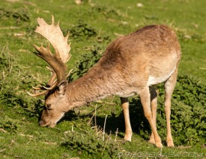 male deer nibbling stinging nettles
