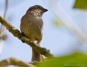 sparrow breast