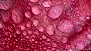 water on pink rose petal