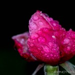 water droplets on pink rose