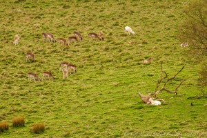 young deer grazing