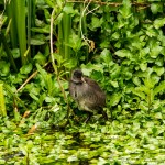 young moorhen in the greenery