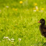 young moorhen on the grass
