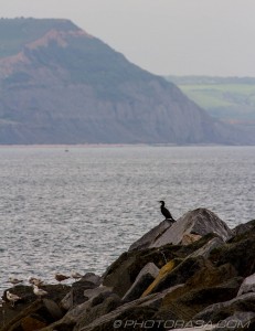 cormorant with cliffs in background