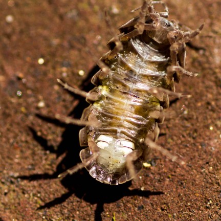 underside of woodlouse