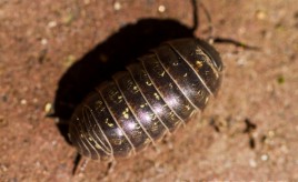 woodlouse carapace