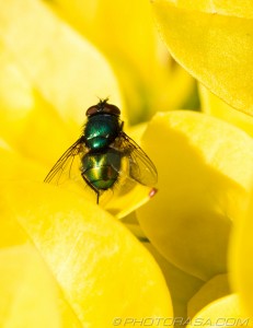 green fly on yellow leaves