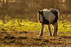 coloured pony unsteady on its legs