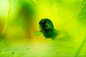 danio swimming towards camera