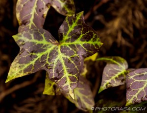 dark green veined dying vine leaf