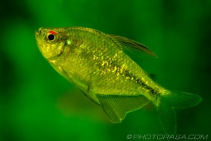 diamond tetra