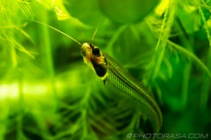 glass catfish