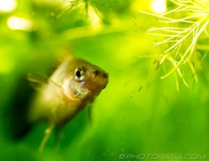 gourami eye