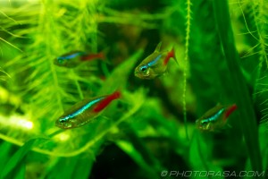 group of neon tetras