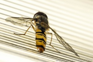 hoverfly yellow and black abdomen