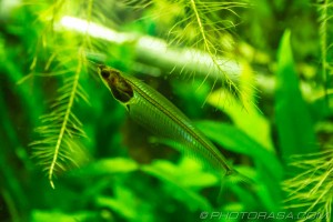 long transparent fish