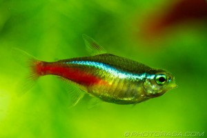 neon tetra fish