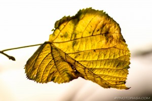 old crinkled yellow leaf with dark veins