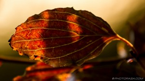 old dogwood leaf in dappled light