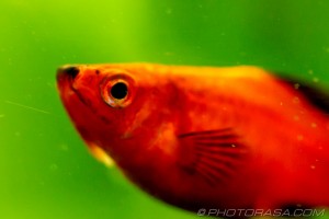 orange platy eye