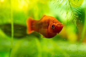 orange platy fish