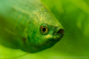 platy eye